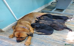Mixed Breed dogs for sale: Golden retriever x German Shepherd  x Rottweiler  - Image 11