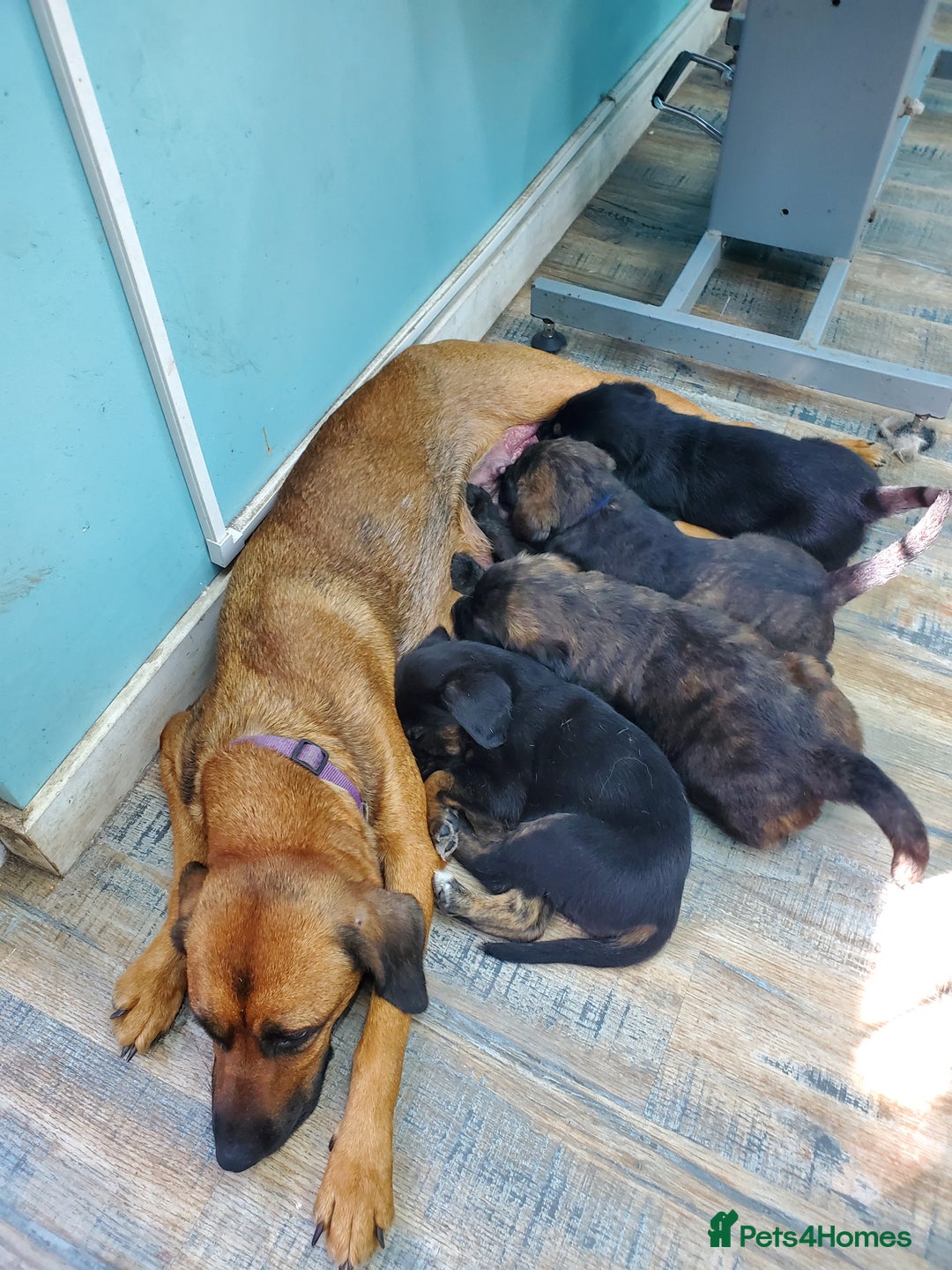Mixed Breed dogs for sale: Golden retriever x German Shepherd  x Rottweiler  - Image 11