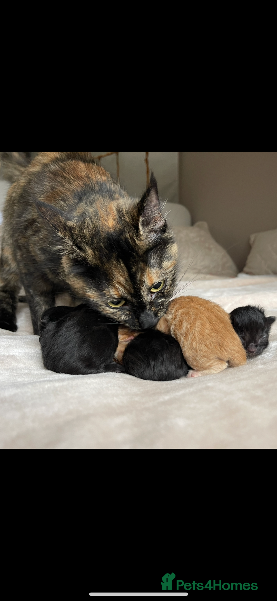 Mixed Breed cats for sale: The Night & Light Litter – 6 Adorable Kittens  - Advert 4