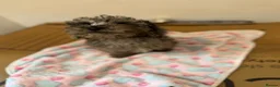 Miniature Poodle dogs for sale: I have two amazing puppies  in Enfield - Advert 10
