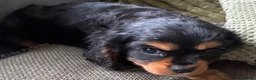 Cavalier King Charles Spaniel dogs for sale: ❤️ LAST PUP – Beautiful Cavalier Pups ❤️ - Advert 2