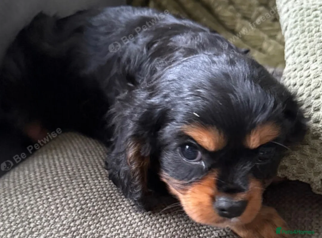 Cavalier King Charles Spaniel dogs for sale: ❤️ LAST PUP – Beautiful Cavalier Pups ❤️ - Advert 2