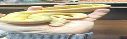 Python Snake reptiles for sale: Candy-Leo-66% het Pied Female - Advert 12