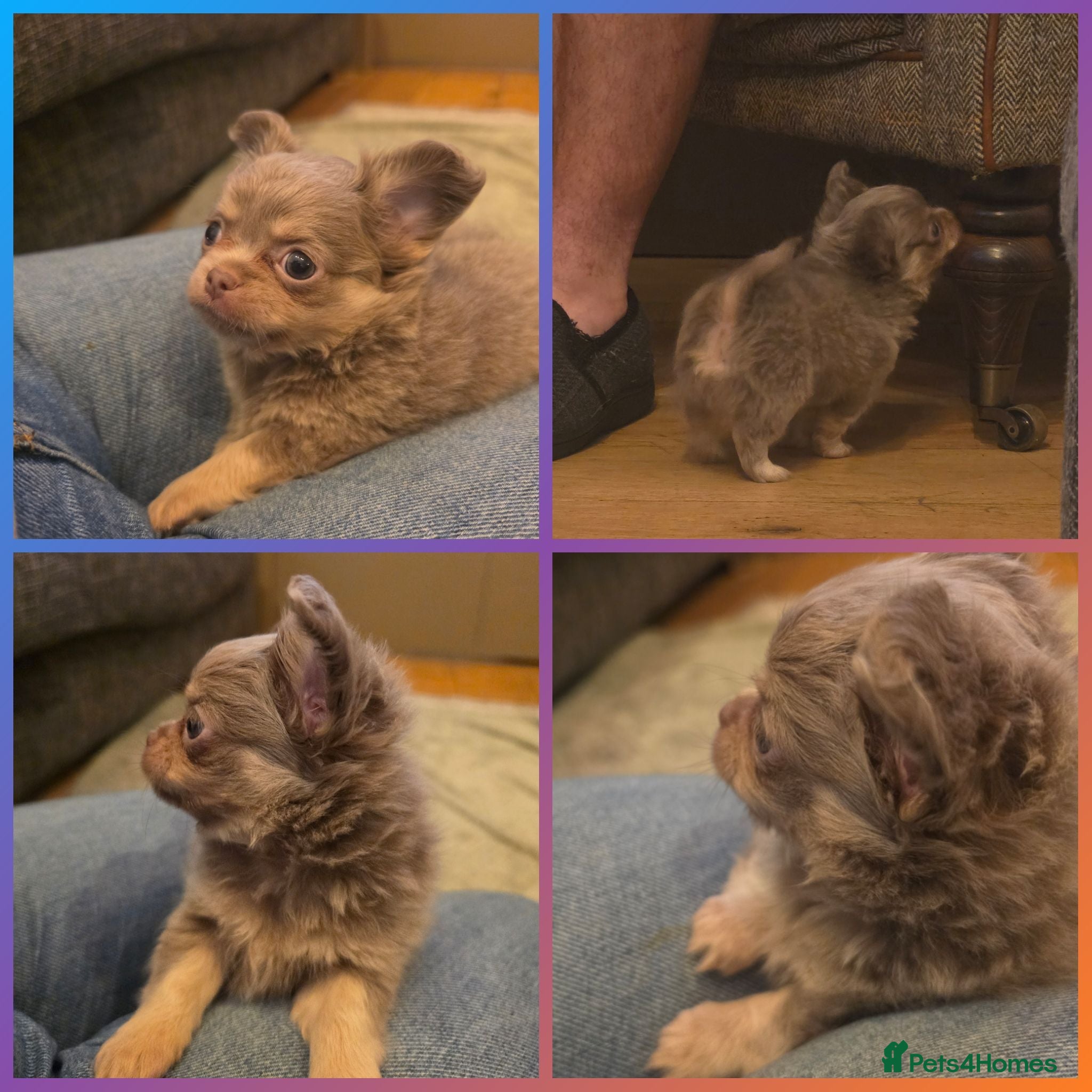 Chihuahua dogs Lilac and cream chihuahua puppys - Advert 1