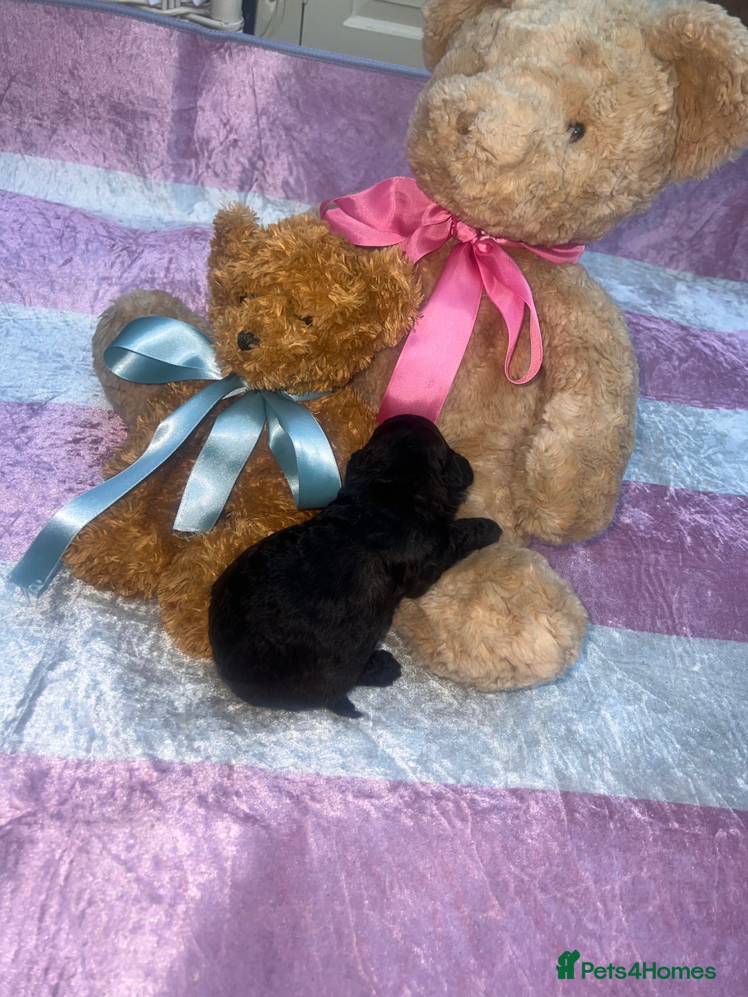 Jackapoo dogs for sale:  Ready on the 18th of December 3 jackapoo puppy’s - Advert 5