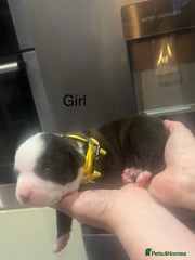 American Bully Puppy 5
