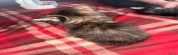 Mixed Breed cats for sale: Maine Coon cross tabby - Advert 5