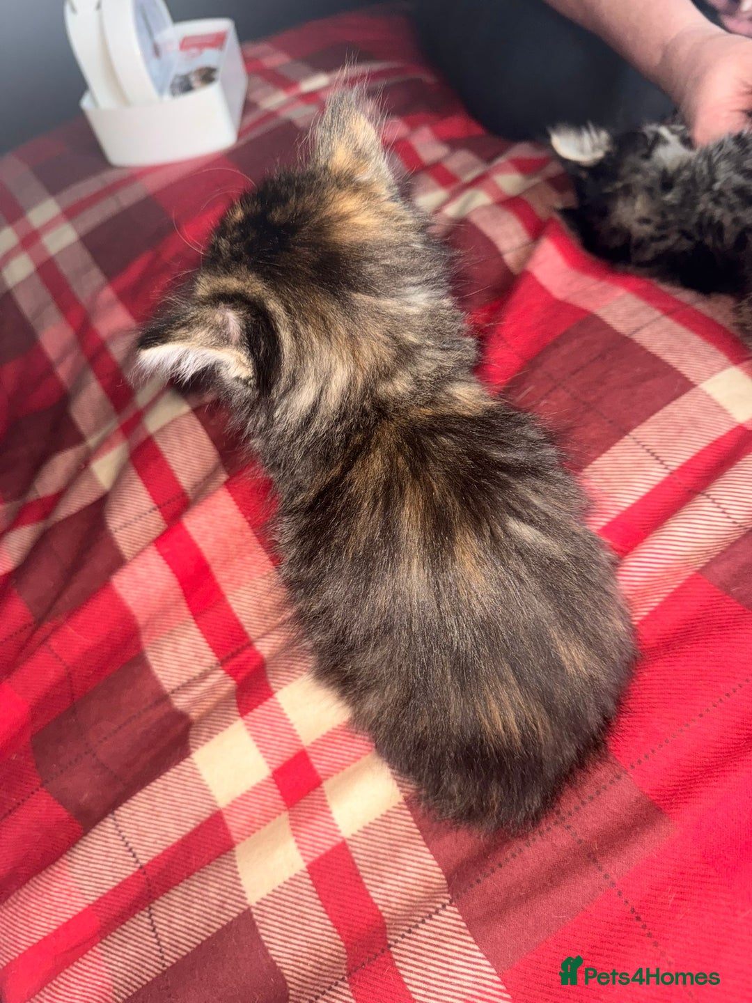 Mixed Breed cats for sale: Maine Coon cross tabby - Image 5