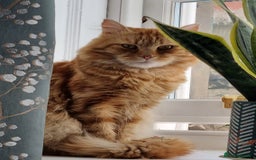 Siberian cats for stud: Handsome Ginger Siberian Cat for Stud - Image 8