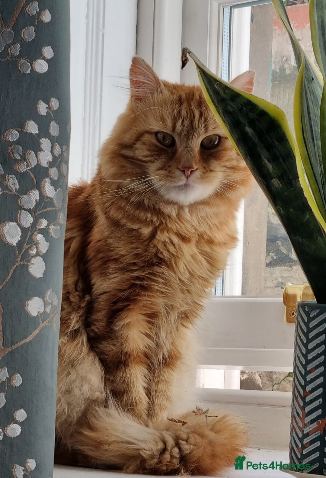 Siberian cats for stud: Handsome Ginger Siberian Cat for Stud - Image 8