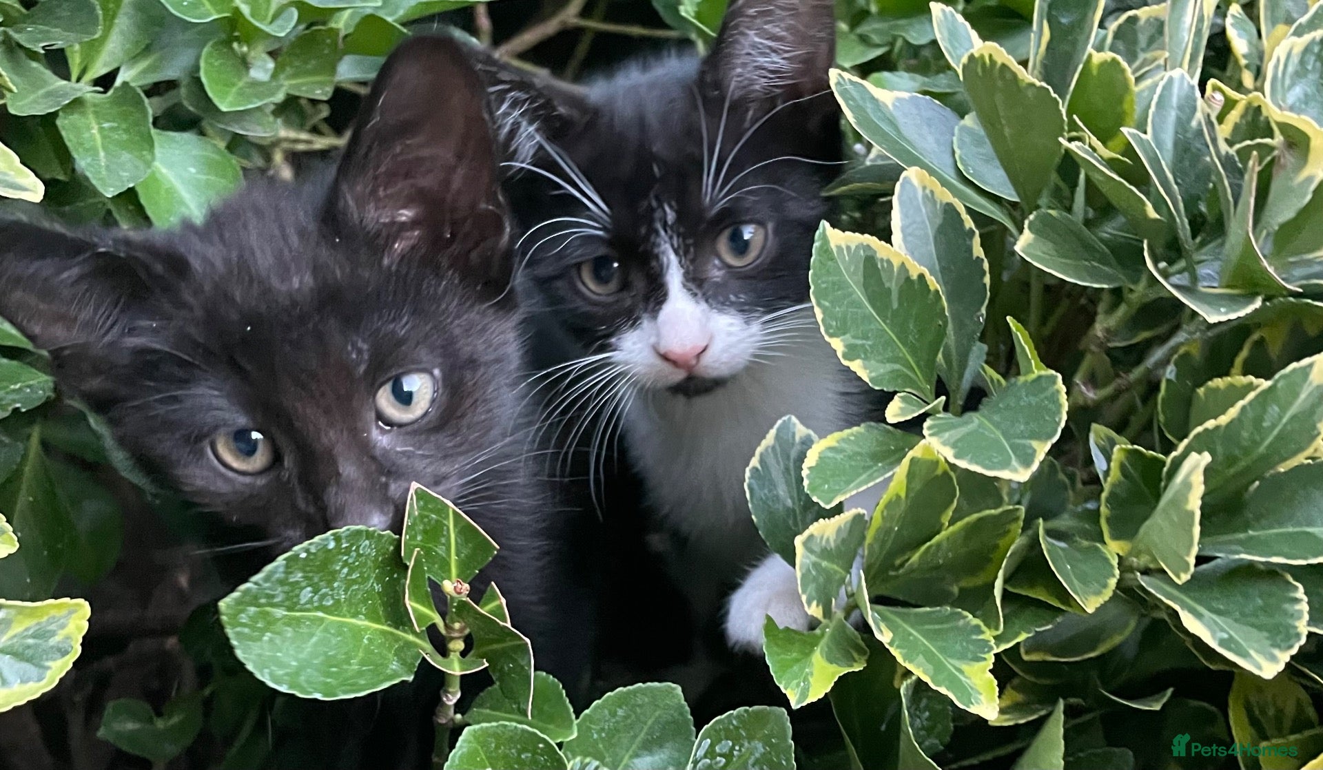 Domestic Shorthair cats Lovely kittens looking for home - Advert 12