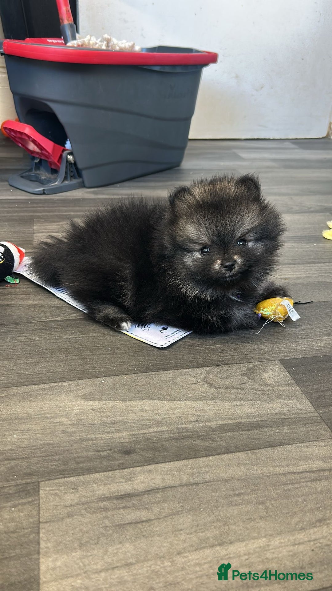 Pomeranian dogs for sale: Litter of pomeranians  - Advert 24