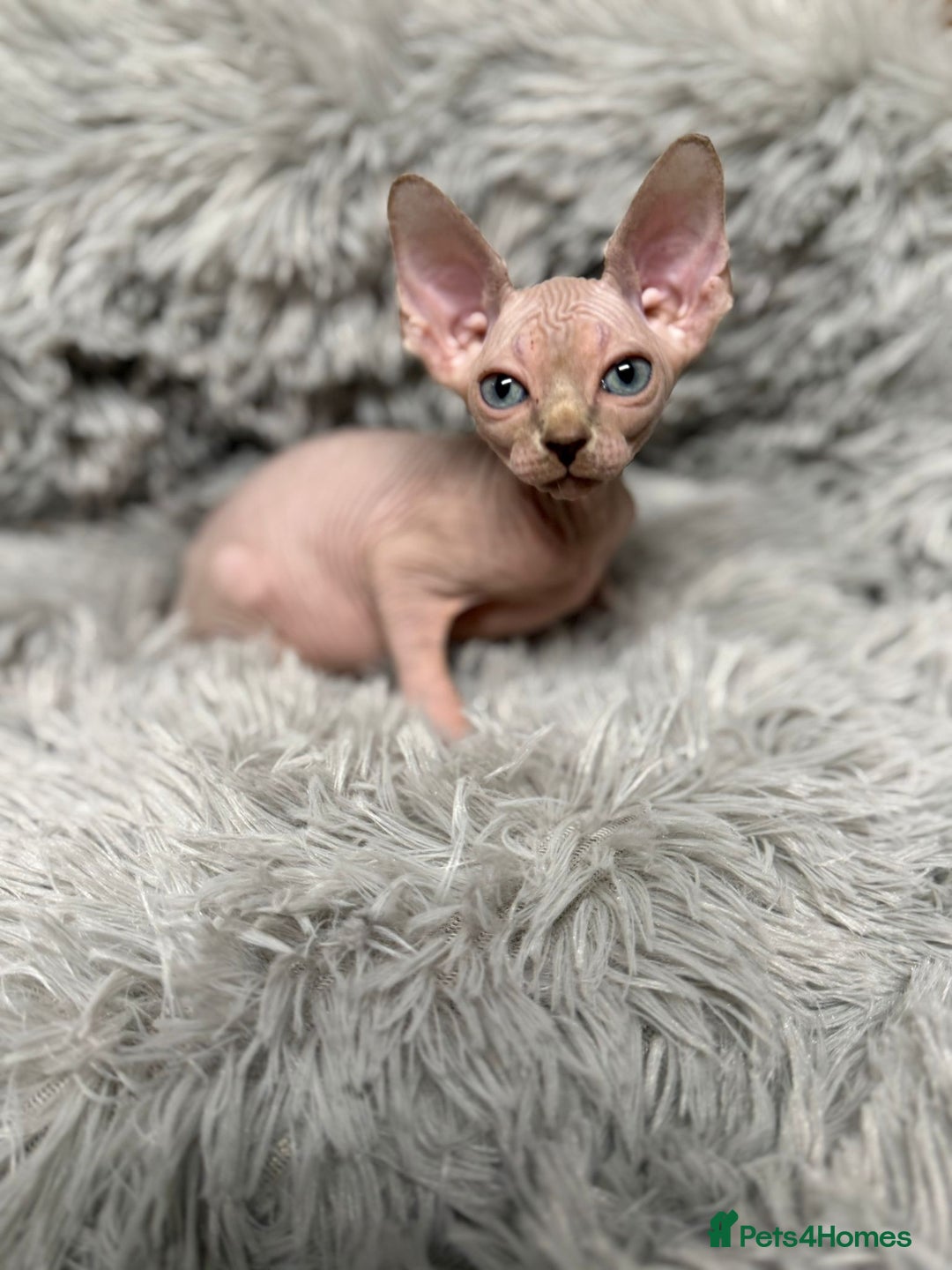 Sphynx cats for sale: TICA Reg Sphynx Kittens, Extensive Genetic Testing - Advert 21
