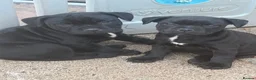Staffordshire Bull Terrier dogs for sale: READY NOW Staffordshire bullterrier puppies - Advert 4