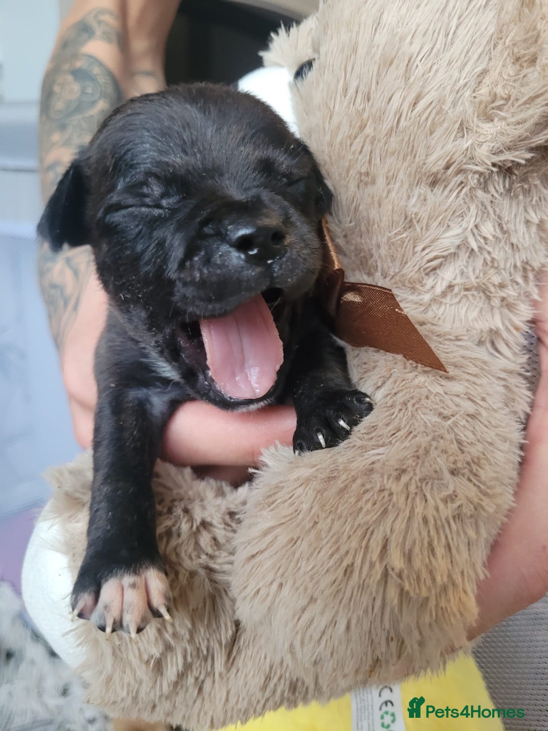 Mixed Breed dogs for sale: Staffie - Image 2