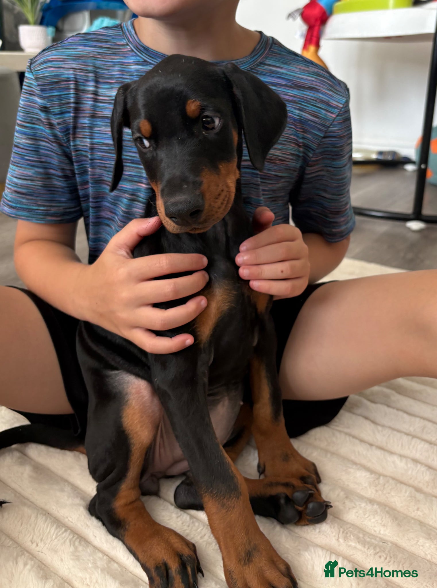 Dobermann dogs Ready now Kc Health tested Black & Tan girls  - Advert 6