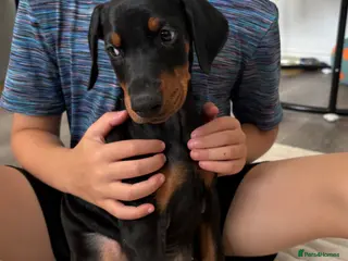 Dobermann dogs Ready now Kc Health tested Black & Tan girls - Advert 6
