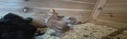 Chickens poultry for sale: Booted Pekin Bantam Pullets - Advert 6