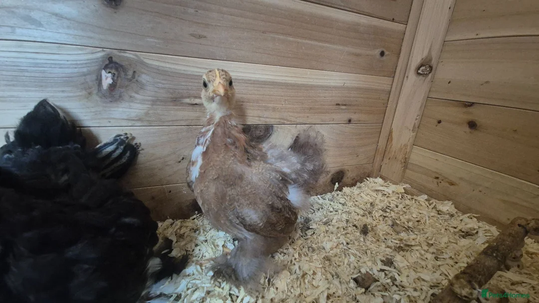 Chickens poultry for sale: Booted Pekin Bantam Pullets - Advert 6