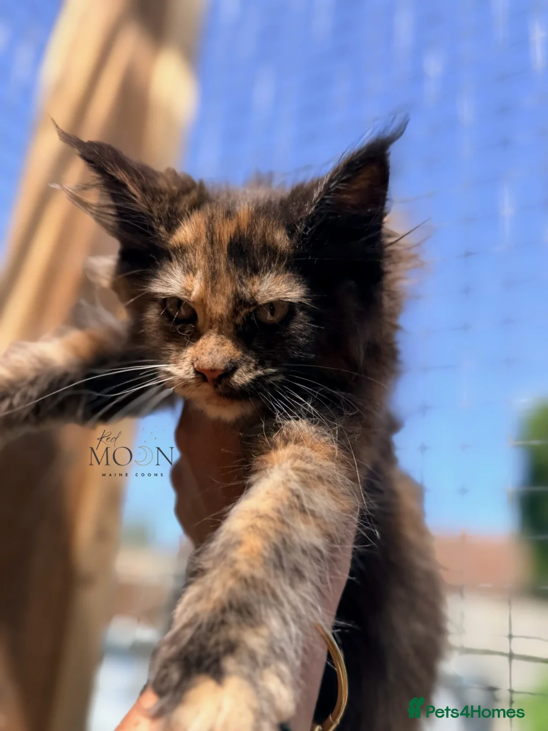 Maine Coon cats for sale: Ready now, Registered Maine Coon kittens - Advert 2