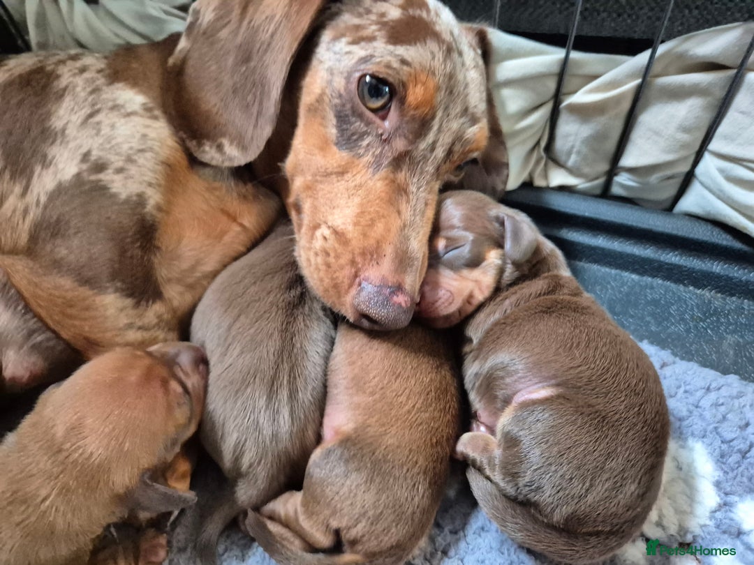 Miniature Dachshund dogs for sale: Beautiful red miniature dachshund  - Image 2