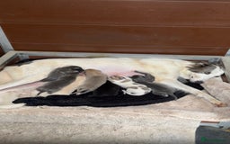 Saluki dogs for sale: Saluki pups - Image 2