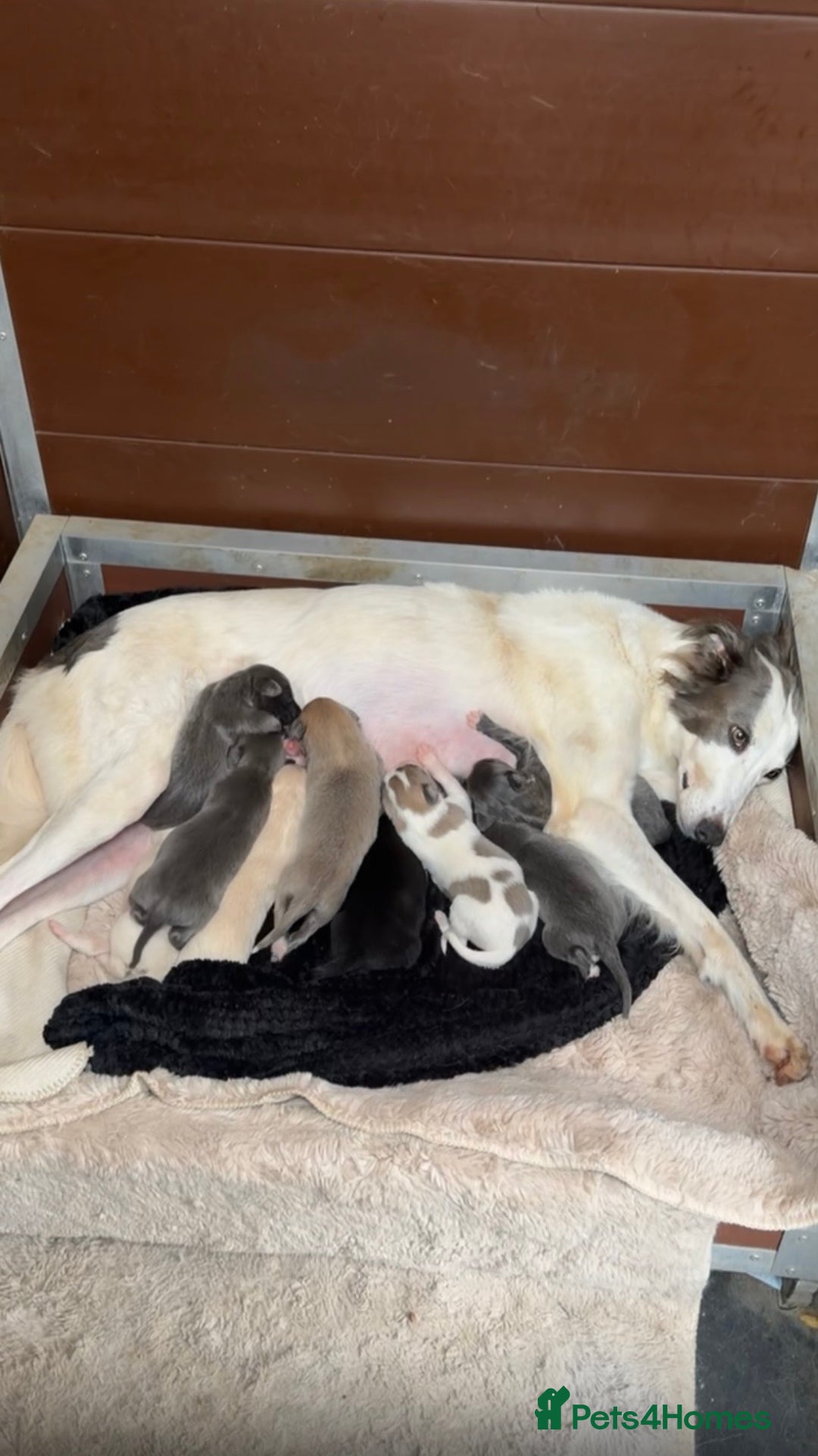 Saluki dogs for sale: Saluki pups - Image 2