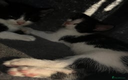 Domestic Shorthair cats for sale: 6 beautiful kittens ready for loving home  - Image 3