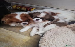 Mixed Breed dogs for sale: Papillon cross pretty puppies - Image 4