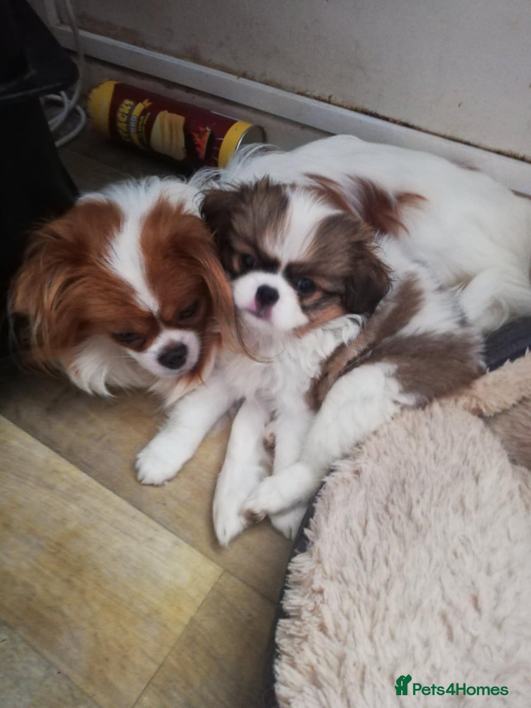 Mixed Breed dogs for sale: Papillon cross pretty puppies - Image 4