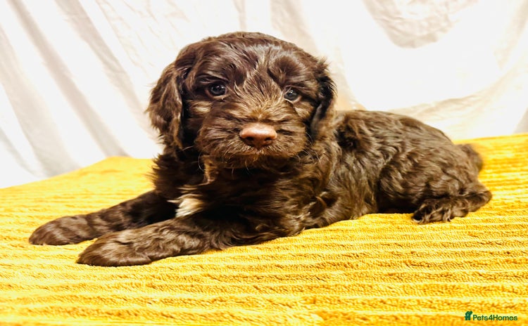 Cockapoo dogs - Advert 11