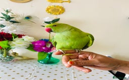 Ringnecks birds for sale: Hand Tamed/Untamed Gorgeous Ringneck for Sale - Image 1