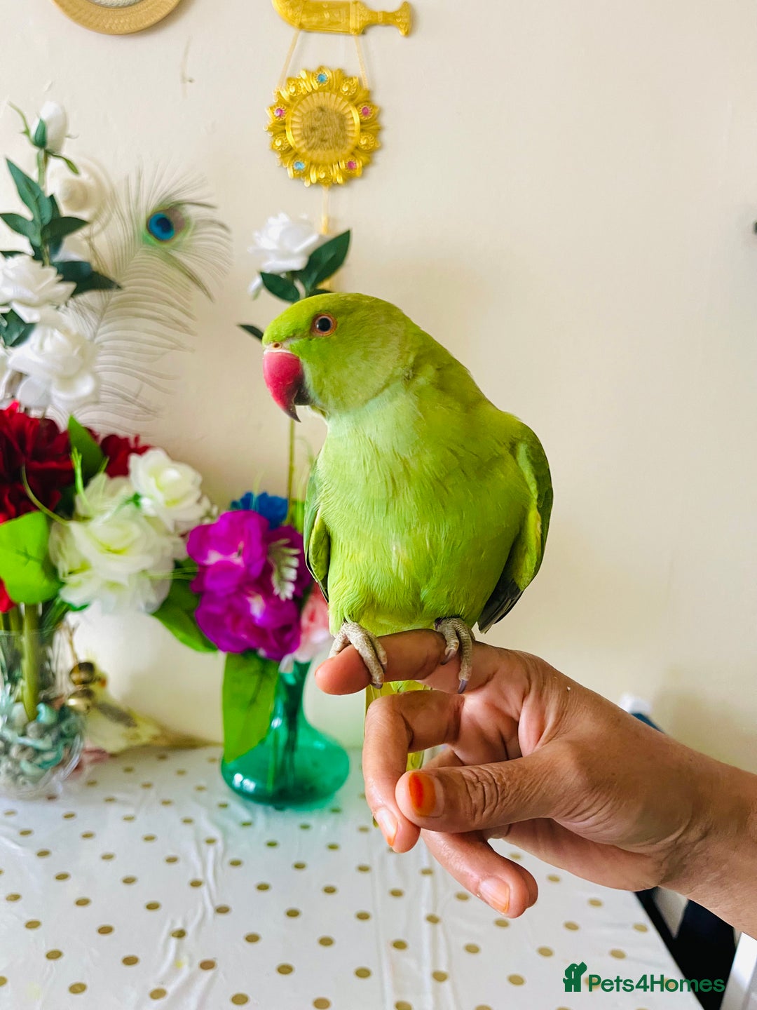 Ringnecks birds for sale: Hand Tamed/Untamed Gorgeous Ringneck for Sale - Image 1