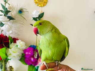 Ringnecks birds Hand Tamed/Untamed Gorgeous Ringneck for Sale - Advert 7