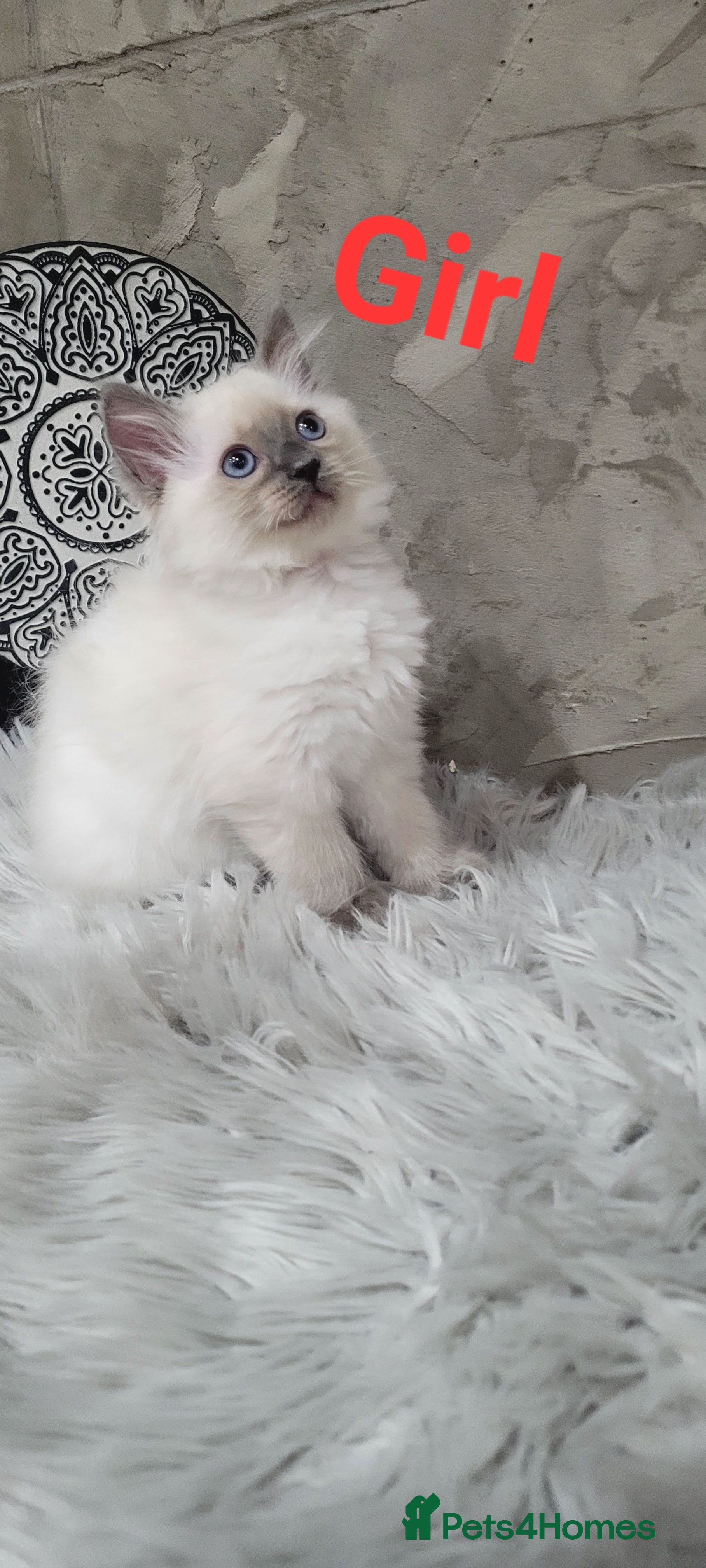 Ragdoll cats 7 Beautiful Ragdoll Kittens  - Advert 9