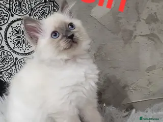 Ragdoll cats 7 Beautiful Ragdoll Kittens - Advert 9