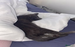 Russian Blue cats for sale: Russian Blue - Image 7