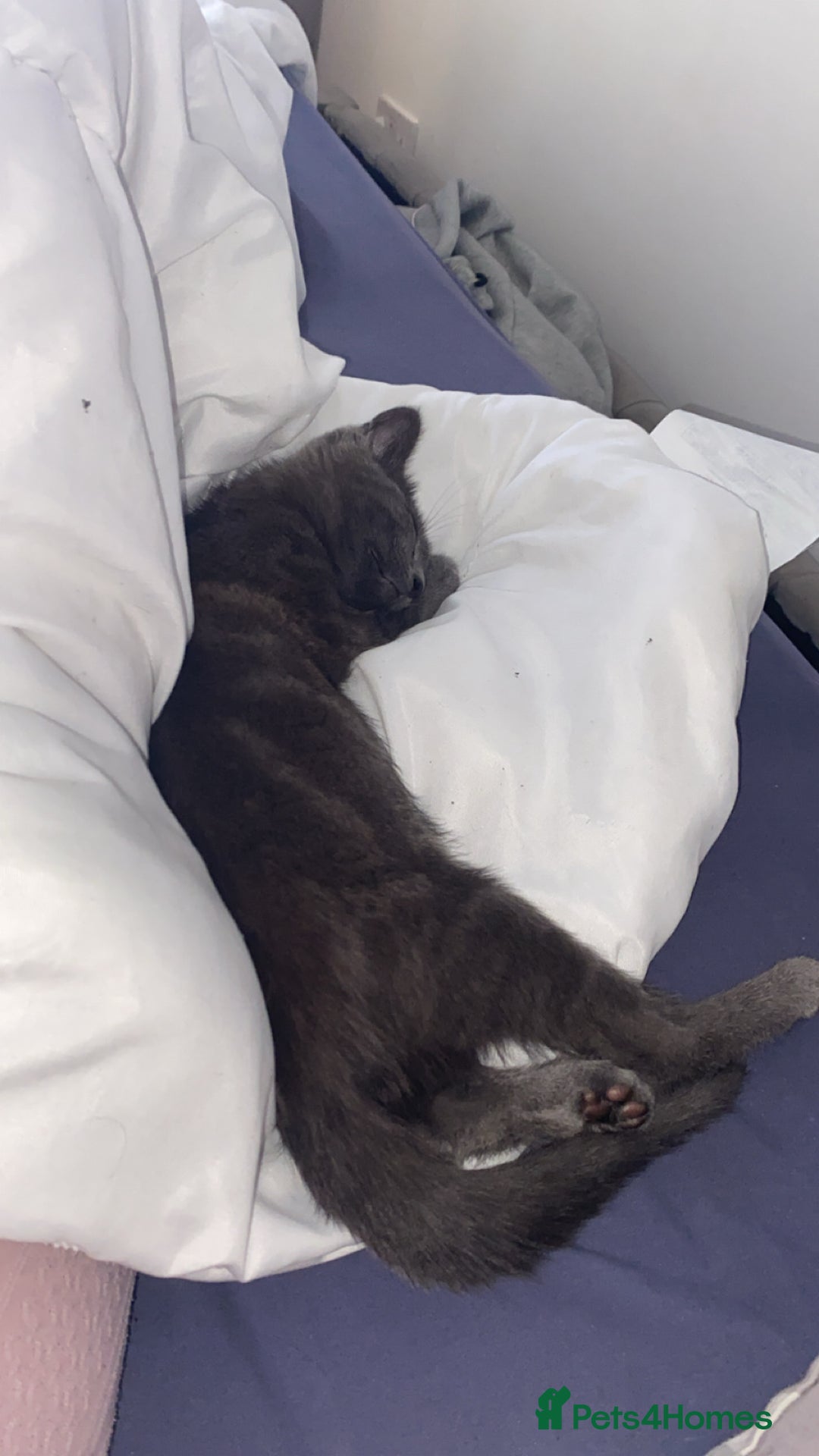 Russian Blue cats for sale: Russian Blue - Image 7