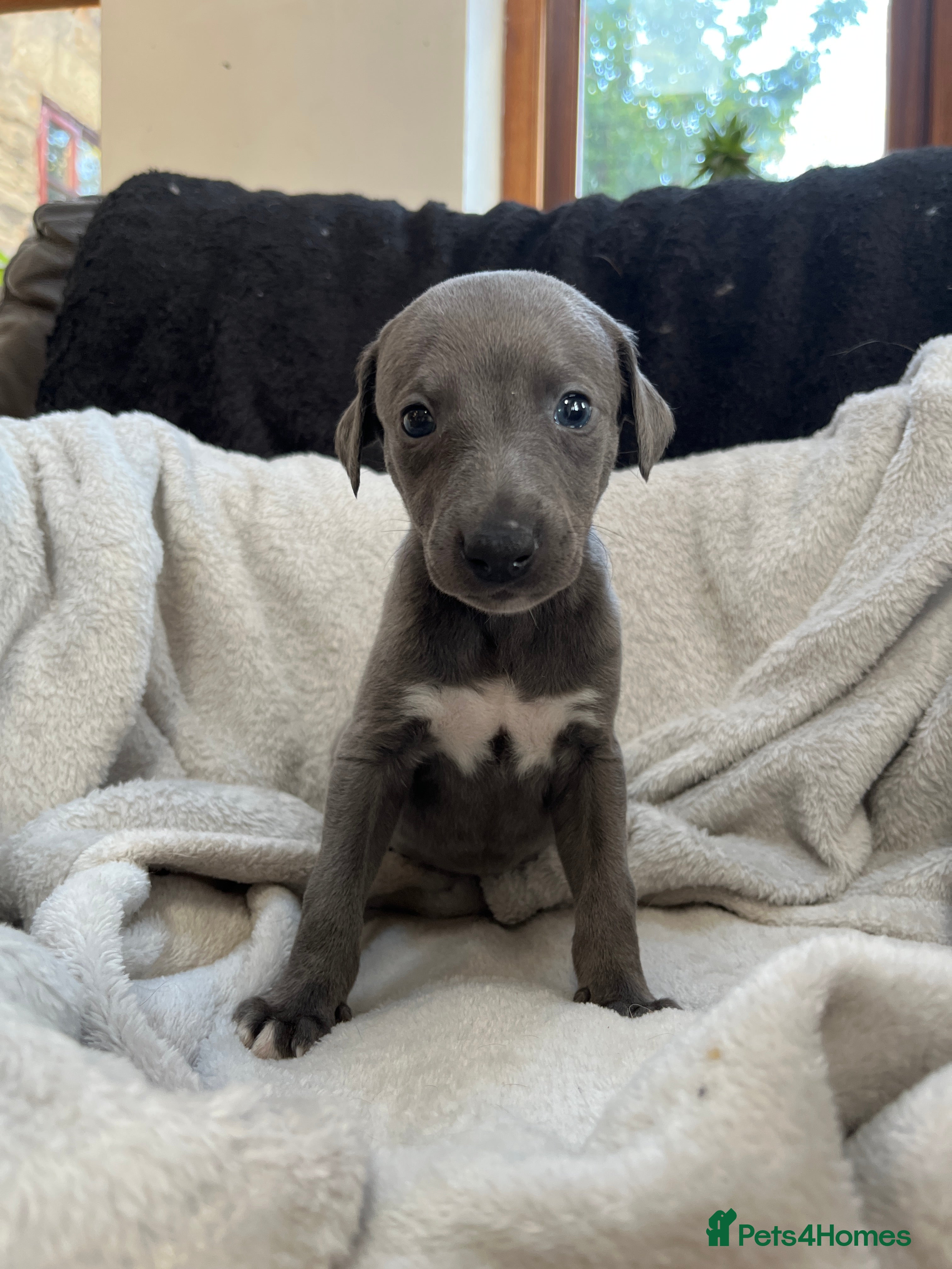 Whippet dogs ✨Beautiful whippet puppies✨ - Advert 2