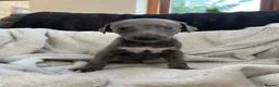 Whippet dogs for sale: ✨1 BOY LEFT!!✨£1,000 - Advert 9