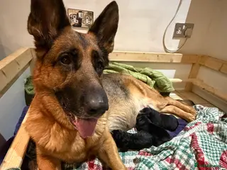 German Shepherd dogs Stunning GSD puppies by champion dog - Advert 5