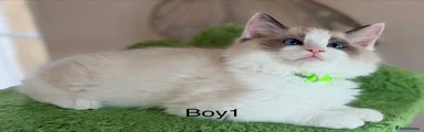 Boy1