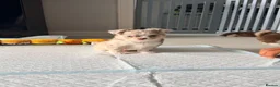 Chihuahua dogs for sale: Long coat chihuahua  - Advert 3