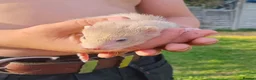 Ferret rodents for sale: Baby hob ferrets in Whitchurch - Advert 1
