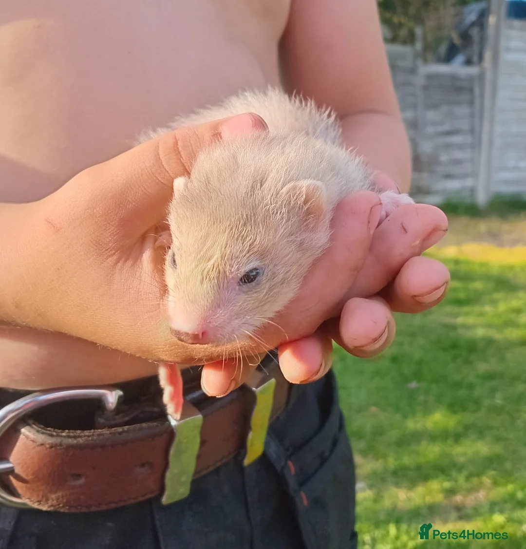 Ferret rodents for sale: Baby hob ferrets in Whitchurch - Advert 1
