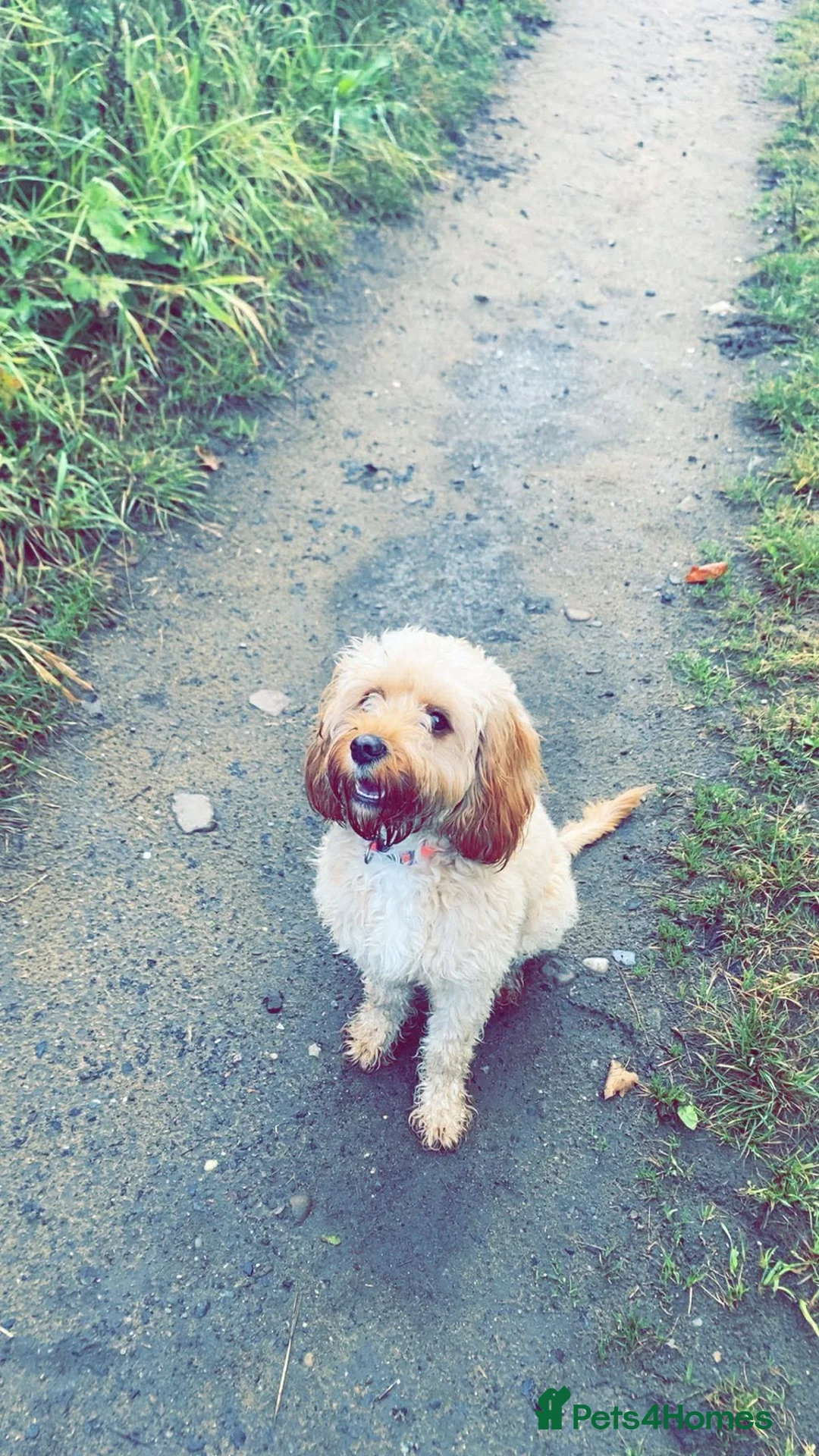 Mixed Breed dogs for sale: Doxipoo puppies  - Advert 7