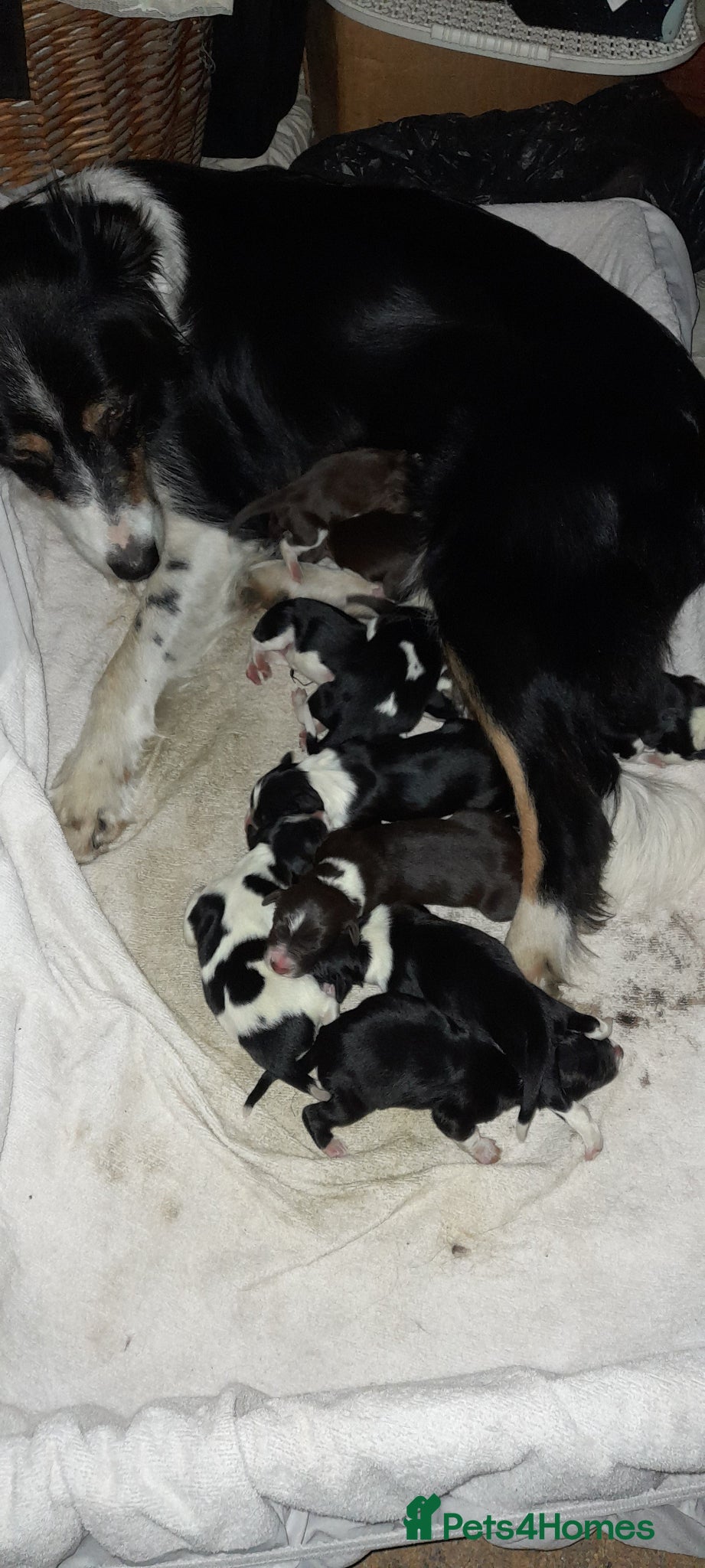 Sprollie dogs Srollie's for sale - Advert 1