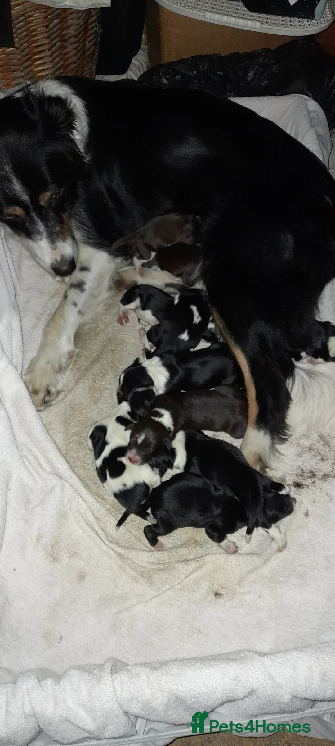 Sprollie dogs for sale: Srollie's for sale - Advert 1