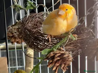 Finches birds Canaries - Advert 14