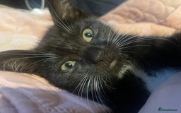 Bengal cats for sale: Pair of part bengal Tuxedo Kittens  - Image 9